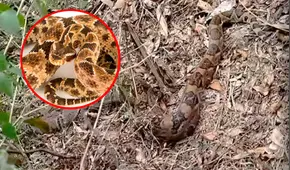 Capturan a serpiente venenosa gigante de 4 metros en Jaén: avistamientos de macanche aumentan por sequía