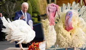 La lujosa vida de Peach y Blossom, los pavos que recibieron el indulto presidencial por el Día de Acción de Gracias