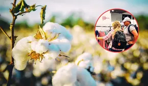 El algodón más fino del mundo se produce en Perú: compite únicamente con el egipcio