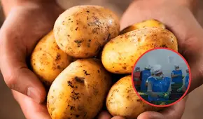 La empresa de Ventanilla que exporta más de 4 toneladas de papa precocida al día: pelan las papas a mano y EE. UU. es su principal importadora