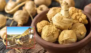 El secreto ancestral que los incas tomaban para tener energía y ahora es exportado a Estados Unidos