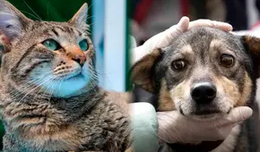 Más de 500 perros y gatos serán puestos en adopción en el Parque de la Exposición del 20 al 22 de diciembre