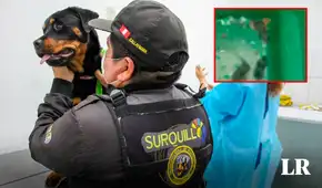 Maltrato animal en Surquillo: mantienen a perros de brigada canina en cuartos inundados de desagüe y roedores Maltrato animal en Surquillo: mantienen a perros de brigada canina en cuartos inundados de desagüe y roedores