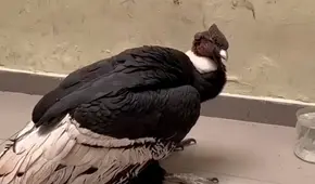 Mujer encontró un cóndor andino en el patio de su casa en Chosica: animal fue trasladado a la comisaría del distrito