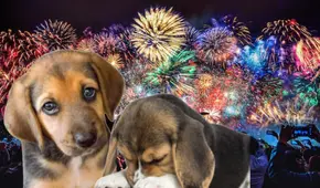 ¿Por qué los fuegos artificiales aterrorizan a las mascotas? Descubre cómo protegerlas este fin de año