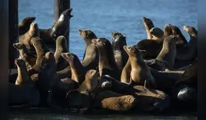 El retorno de los lobos marinos a las islas de California luego de más de 100 años: cómo y cuándo verlos en  EE. UU.