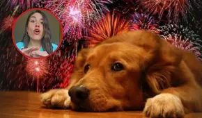Una veterinaria da la guía definitiva para proteger a tu mascota de la pirotecnia en Año Nuevo: "Prepara una zona segura"