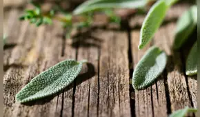 La planta que podría regular el azúcar en sangre y potenciar la memoria: ¿cuál es y cómo utilizarla?