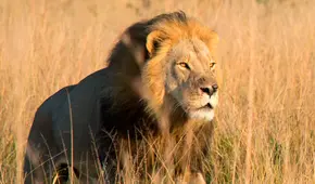 Un niño logra sobrevivir 5 días rodeado de leones en un parque de Zimbabue: fue encontrado sin heridas