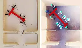 Experimento revela que las hormigas resuelven un laberinto de forma más inteligente que los humanos