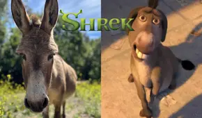 Murió Perry, el carismático burro que inspiró al icónico personaje de la película 'Shrek'