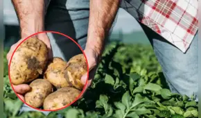 No siembres papa blanca durante la segunda quincena de enero: este es el motivo y los posibles afectados