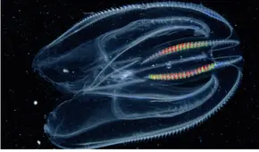 Así es el animal más antiguo de la Tierra que es capaz de fusionarse con otro: también habita en el mar de Perú