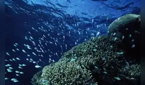 Descubren una "estructura rara" de hace 250 millones de años oculta en lo profundo del océano Pacífico: más antigua que los dinosaurios Descubren una "estructura rara" de hace 250 millones de años oculta en lo profundo del océano Pacífico: más antigua que los dinosaurios