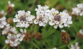Esta planta es el cubre suelos perfecto para el jardín: soporta temperaturas extremas y atrae mariposas