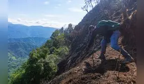 Con cobertura vegetal recuperarán 50.000 ha arrasadas por lluvias