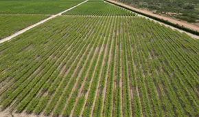 Proyecto Olmos: Una década de crecimiento y los retos para un mejor futuro