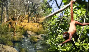 Científico revelan cuál es la explicación de por qué los humanos no tienen cola: origen de la evolución
