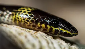 Descubren nueva especie de depredador nocturno oculto en las profundidades de los bosques de Vietnam