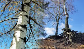 Científicos descubren un árbol que descontamina los suelos de microplásticos usando sus raíces