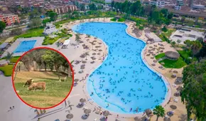 Piscinas semiolímpicas, minizoológicos y juegos infantiles: la ruta de los parques zonales más económicos de Lima