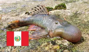 Científicos descubren 26 nuevas especies en el Amazonas peruano, incluido un pez con cabeza de globo
