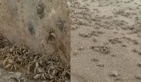 Municipalidad de Chorrillos cierra la playa La Herradura por incremento de presencia de cangrejos