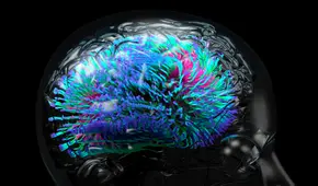 Nuevo estudio revela el órgano que acumularía más microplásticos en el cuerpo humano: no es el riñón ni el hígado