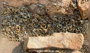 Miles de cangrejos invaden la playa La Herradura en Chorrillos: conoce las causas de este evento
