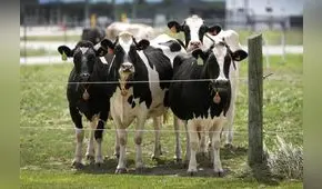 Nuevo caso de zoonosis: detectan "salto" de gripe aviar H5N1 en vacas por primera vez en Nevada, Estados Unidos