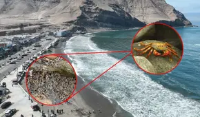 Miles de cangrejos aparecen en la playa La Herradura en Chorrillos: ¿de qué especie se trata y qué los atrajo?