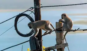 Un mono provoca un apagón masivo en Sri Lanka y deja sin electricidad a todo el país: cayó en un transformador eléctrico
