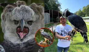 El ave más temidas del mundo reaparece en Sudamérica tras 20 años: su tamaño es impresionante