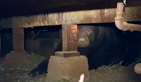 Una hombre de California regresó a su casa tras los incendios forestales y encontró un enorme oso viviendo bajo ella