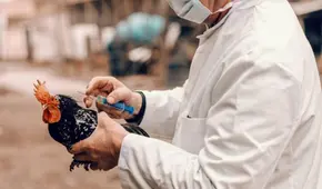 Confirmaron nuevo caso de gripe aviar en Ohio, Estados Unidos: ya son cuatro personas hospitalizadas