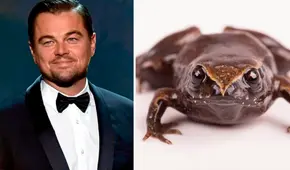 Descubren en Ecuador una nueva especie de rana y recibe nombre científico en homenaje a actor Leonardo DiCaprio