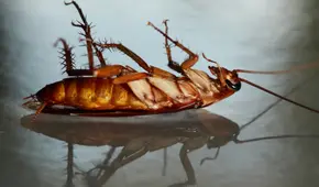 ¿Qué significa encontrar cucarachas con las patas hacía arriba en tu casa y por qué nunca debes pisarlas?