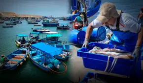 Barcos chinos en el mar peruano: drástica reducción de la pota alarma a pescadores en el norte