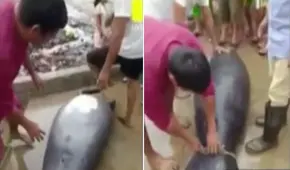 Captan maltrato a manatí en San Martín: personas cazaron a animal en peligro de extinción