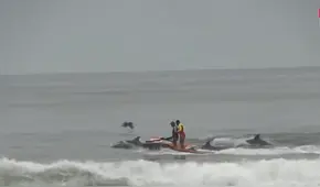 Delfines nadan junto a rescatistas en moto acuática en playa Camaná, Arequipa: imagenes del inusual avistamiento
