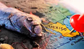 Pez remo, especie que "vaticina" temblores, es captado en playa de México: aparición es considerada como el 'fin de los tiempos'