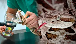 Mujer fallece en Uruguay tras sufrir mordedura de serpiente venenosa: segundo caso mortal registrado en la historia