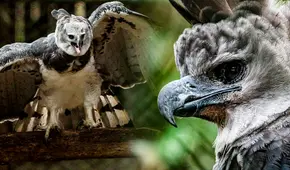 Una las aves más peligrosas de Sudamérica es fotografiada luego de 20 años: supera los 2 metros de tamaño