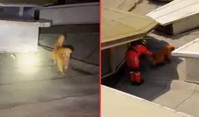 Perros rescatistas en Real Plaza Trujillo conmueven a usuarios en redes sociales: "Seres maravillosos" Perros rescatistas en Real Plaza Trujillo conmueven a usuarios en redes sociales: "Seres maravillosos"