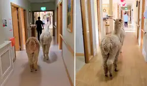 Alpacas peruanas llevan alegría a asilos en Irlanda: ayudan a reducir el aislamiento y mejorar la calidad de vida Alpacas peruanas llevan alegría a asilos en Irlanda: ayudan a reducir el aislamiento y mejorar la calidad de vida