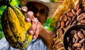 Estudio determina que Perú tiene el cacao más antiguo del mundo: investigación se presentó en el Chocoa 2025