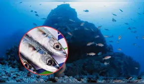 El pescado rico en colágeno que ayuda a mantener tu piel joven y saludable: habita en el mar peruano y tiene un costo accesible