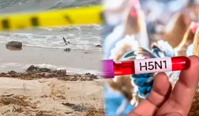 Nueva York: funcionarios del DEC investigan la muerte de docenas de aves en Long Island por posible gripe aviar