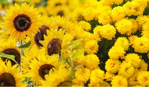¿Por qué se regalarán flores amarillas el 21 de marzo? Descubre su verdadero significado