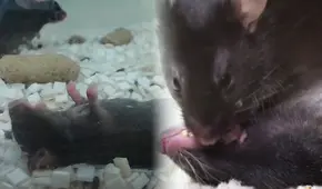 Científicos graban a un ratón realizando primeros auxilios a su compañero que se encontraba inconsciente